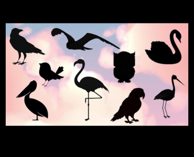 Sky Dancers: Eleganța păsărilor în zbor