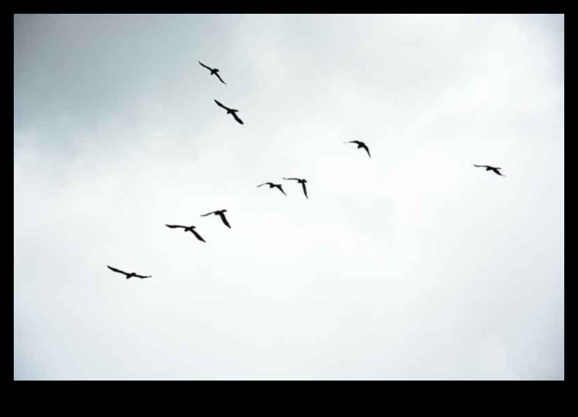 Sky Dancers: Eleganța păsărilor în zbor