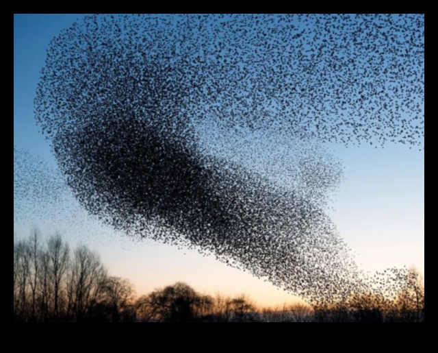 Sky Dancers: Eleganța păsărilor în zbor