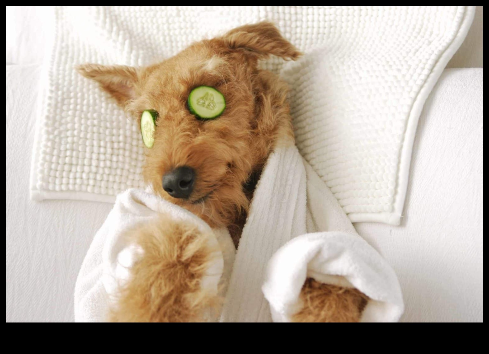 Doggy Day Spa Răsfățați-vă puiul cu îngrijire DIY 3 Doggy Day Spa: Răsfățați-vă cățelul cu îngrijire DIY