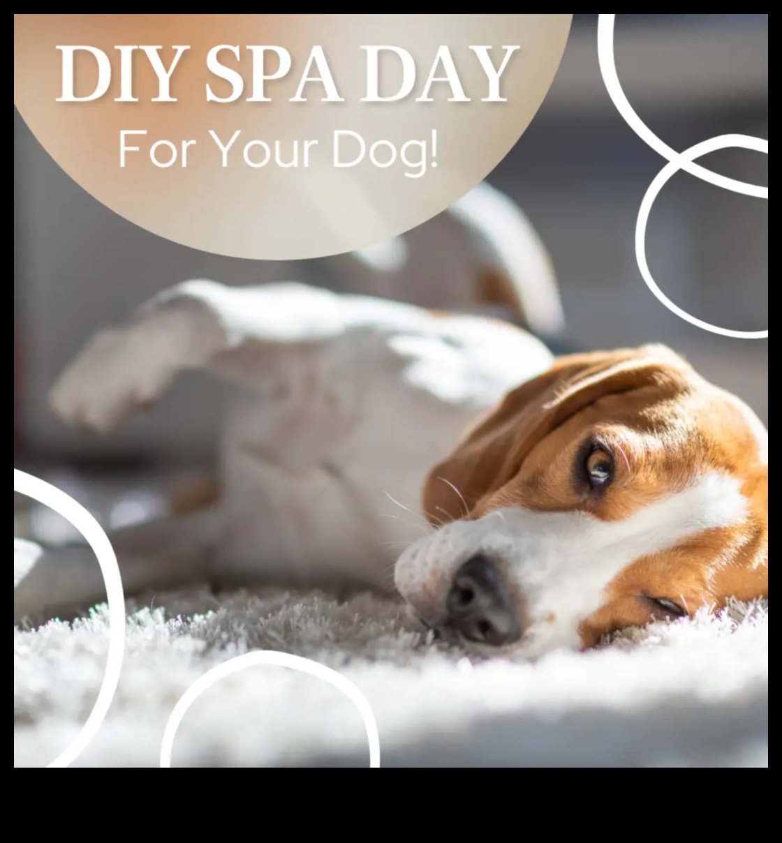 Doggy Day Spa Răsfățați-vă puiul cu îngrijire DIY 5 Doggy Day Spa: Răsfățați-vă cățelul cu îngrijire DIY