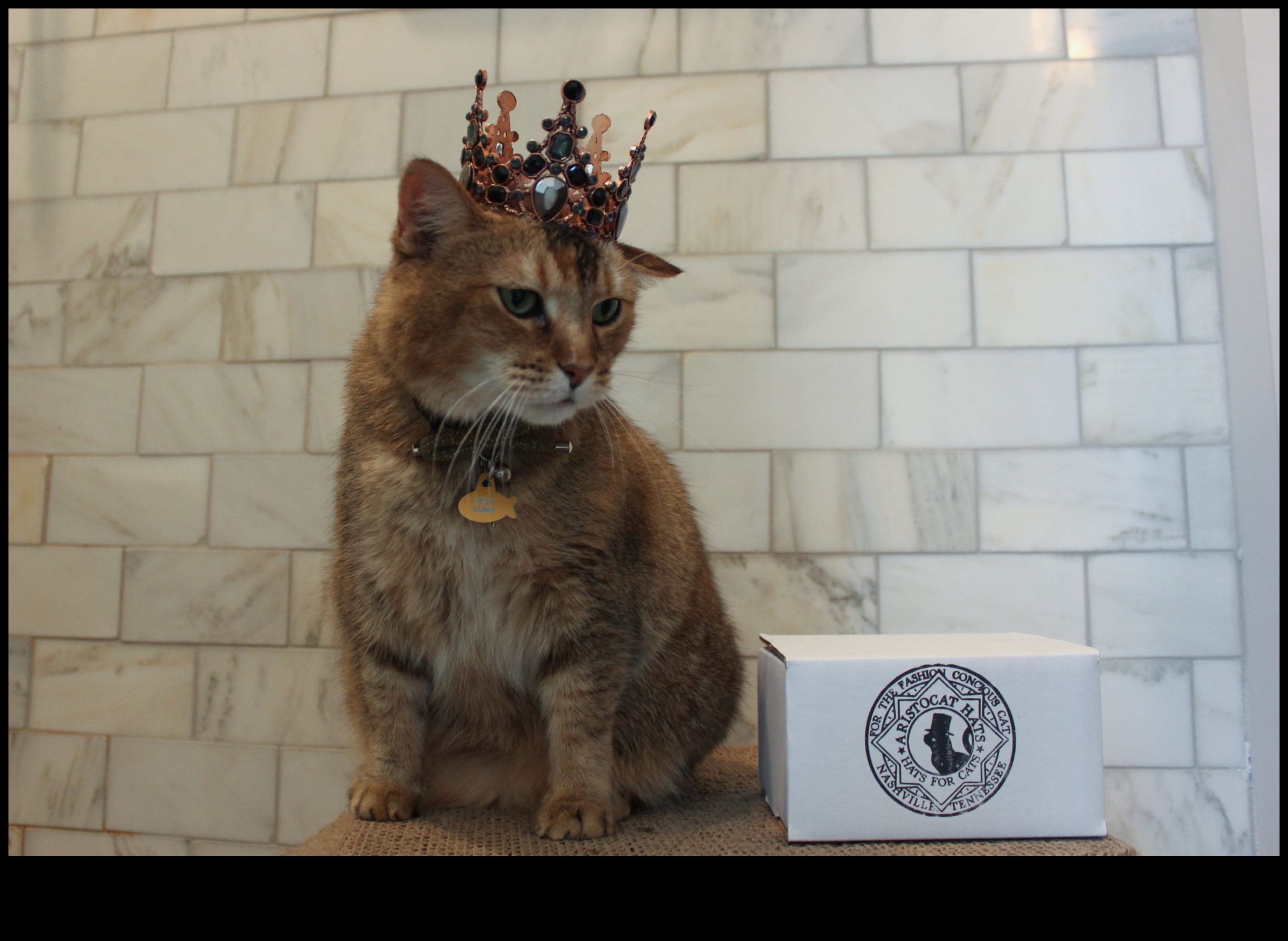 Bijuteriile pentru coroana pisicilor au continuat garderoba regală a felinelor tale, nivelul 2 Bijuterii coroanei pisicilor Continuare: extindeți garderoba regală a felinelor dvs