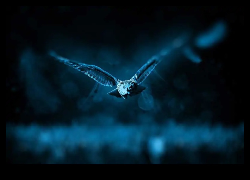 Flyers de noapte Continuarea adaptărilor ale păsărilor active în lumină slabă 4 Flyers de noapte Continuare: Adaptări ale păsărilor active în lumină slabă