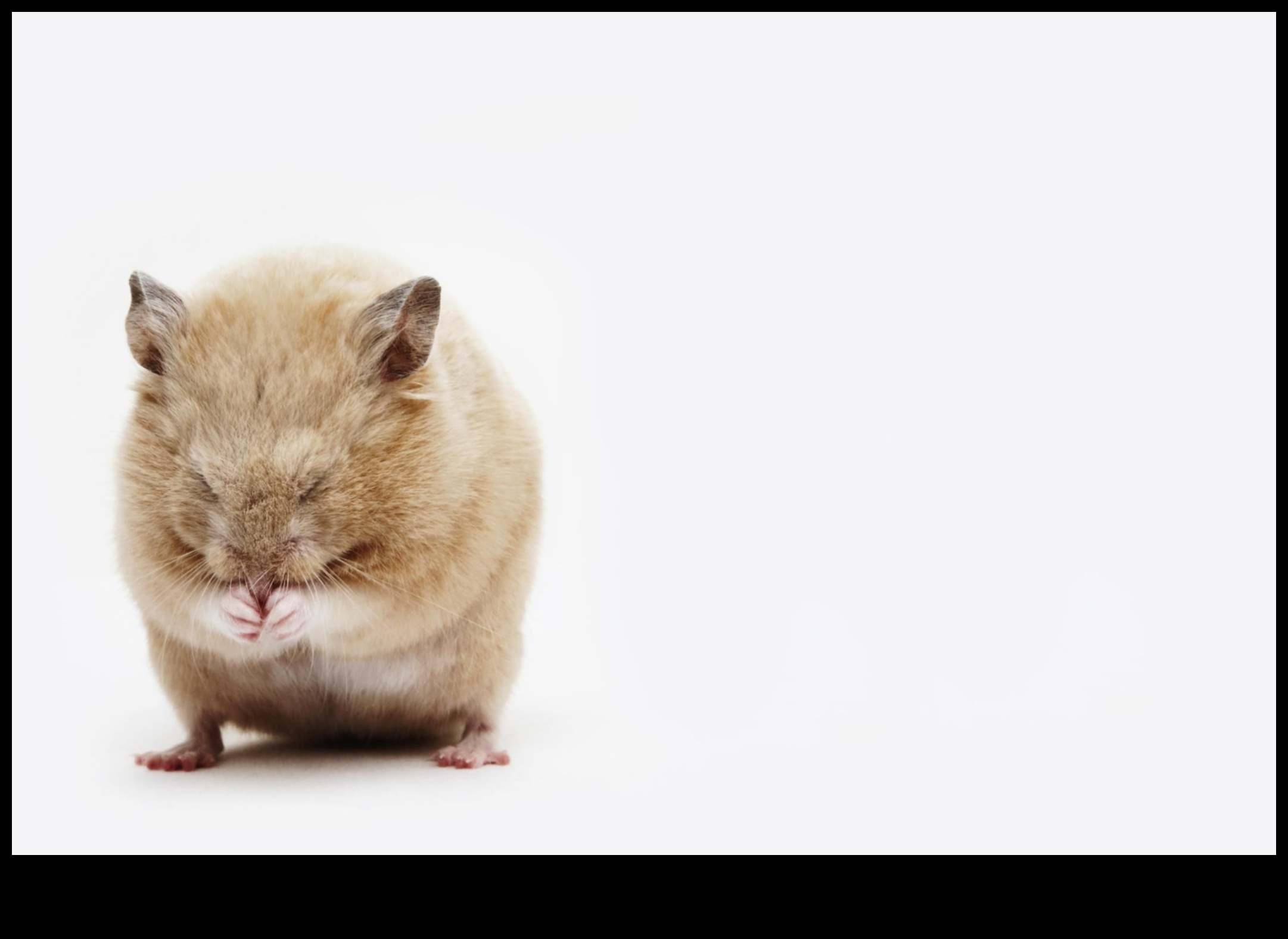 Verificarea sănătății hamsterilor a continuat: identificarea semnelor timpurii ale bolilor