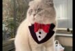 Cat Collar Couture: Crearea de accesorii elegante pentru moda felină