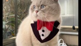 Cat Collar Couture: Crearea de accesorii elegante pentru moda felină