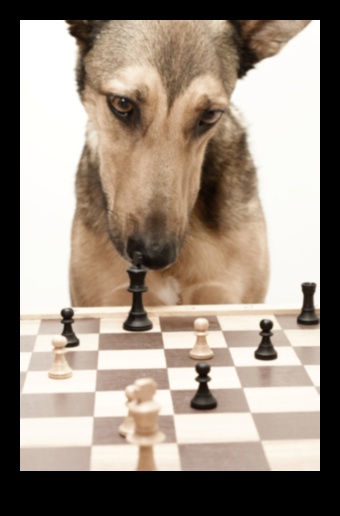 Dincolo de jocuri de stimulare pentru un câine fericit și sănătos 5 Beyond Fetch: Jocuri stimulatoare pentru un câine fericit și sănătos