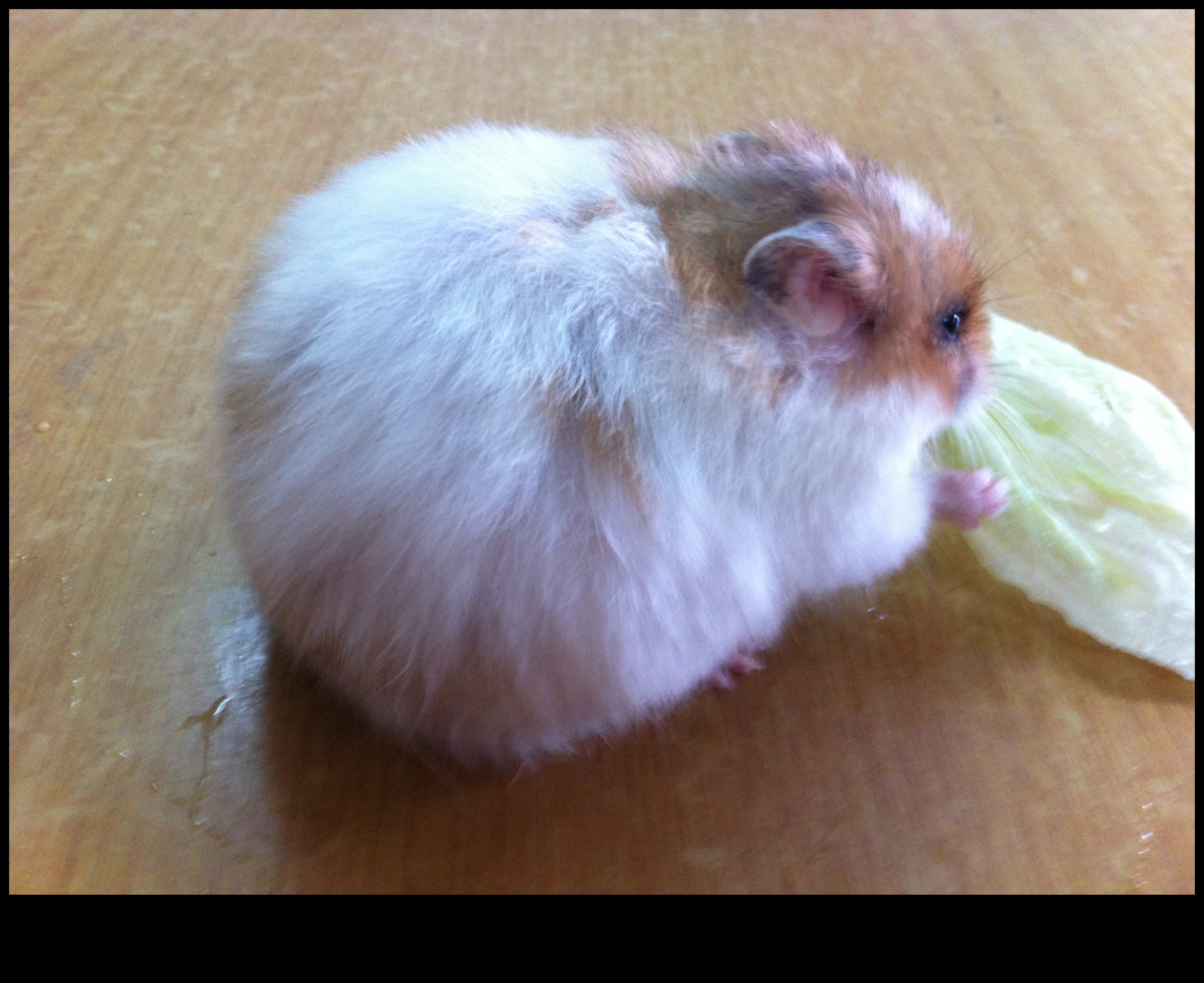 Genetica hamsterilor: înțelegerea culorilor și modelelor de blană