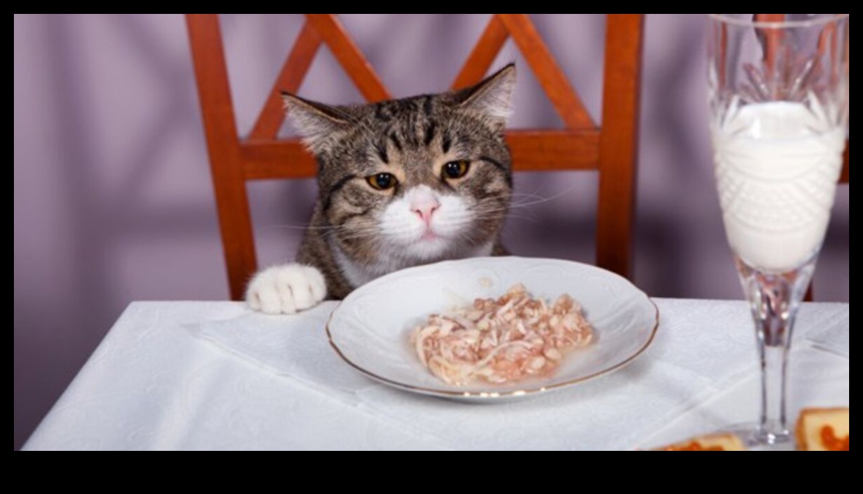 Bucătărie confortabilă pentru pisici: pregătiți mâncăruri nutritive pentru pisicuța dvs