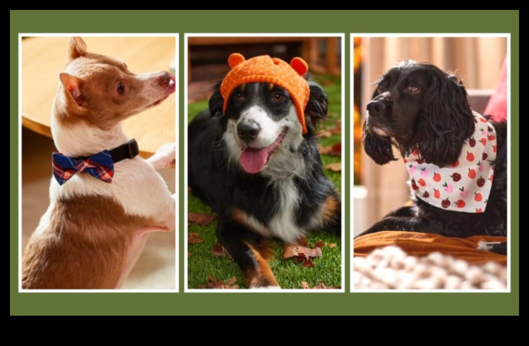 Doggy Decor Continuare 7 moduri de a reîmprospăta colecția de accesorii a câinelui dvs. 2 Decor pentru câini Continuare: împrospătarea colecției de accesorii a câinelui