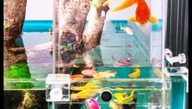 Accesorii pentru acvariu Extravaganza Continuare: Adăugați eleganță rezervorului dvs. de pește