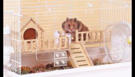 Ambasadori de mediu: crearea unui mediu relaxant pentru hamsteri