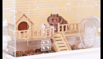 Ambasadori de mediu: crearea unui mediu relaxant pentru hamsteri