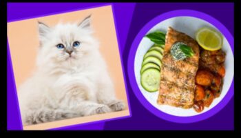 Bucătărie confortabilă pentru pisici: pregătiți mâncăruri nutritive pentru pisicuța dvs