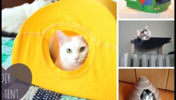 Cuddly Contraptions: DIY Paturi încălzite pentru somn confortabil la pisici