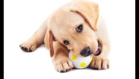 Beyond Fetch: Jocuri stimulatoare pentru un câine fericit și sănătos