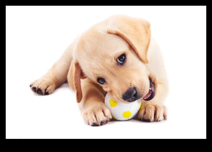 Dincolo de jocuri de stimulare pentru un câine fericit și sănătos 1 Beyond Fetch: Jocuri stimulatoare pentru un câine fericit și sănătos