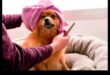 Doggy Day Spa: Răsfățați-vă cățelul cu îngrijire DIY