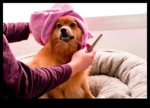Doggy Day Spa: Răsfățați-vă cățelul cu îngrijire DIY