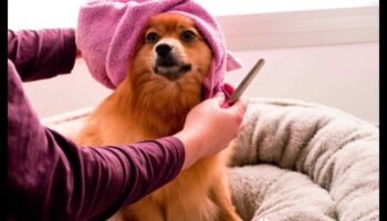 Doggy Day Spa: Răsfățați-vă cățelul cu îngrijire DIY
