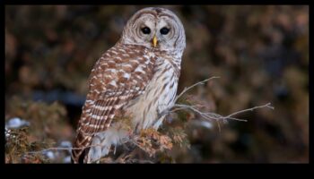 Flyers de noapte Continuare: Adaptări ale păsărilor active în lumină slabă