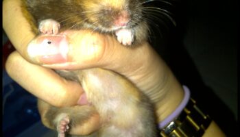 Genetica hamsterilor: înțelegerea culorilor și modelelor de blană