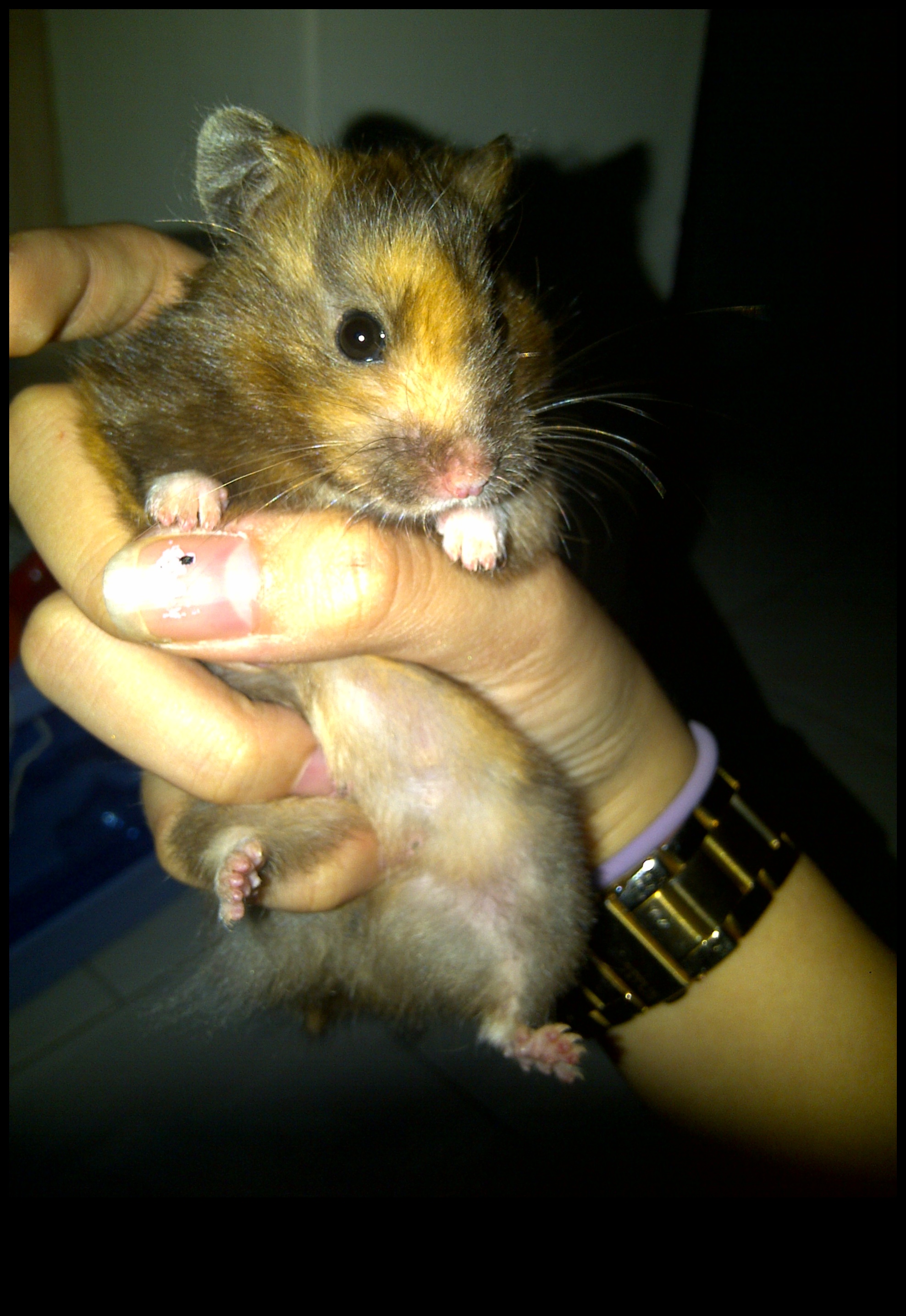 Genetica hamsterilor: înțelegerea culorilor și modelelor de blană