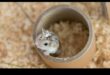 Jucării DIY pentru hamsteri Continuare: Idei ecologice și reciclabile