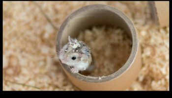 Jucării DIY pentru hamsteri Continuare: Idei ecologice și reciclabile