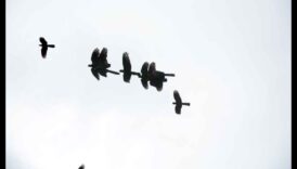 Sky Dancers Eleganța păsărilor în sleahta Afișări 6 Sky Dancers: Eleganța păsărilor în zbor