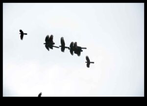 Sky Dancers: Eleganța păsărilor în zbor