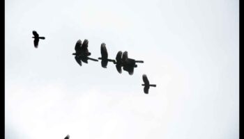 Sky Dancers: Eleganța păsărilor în zbor