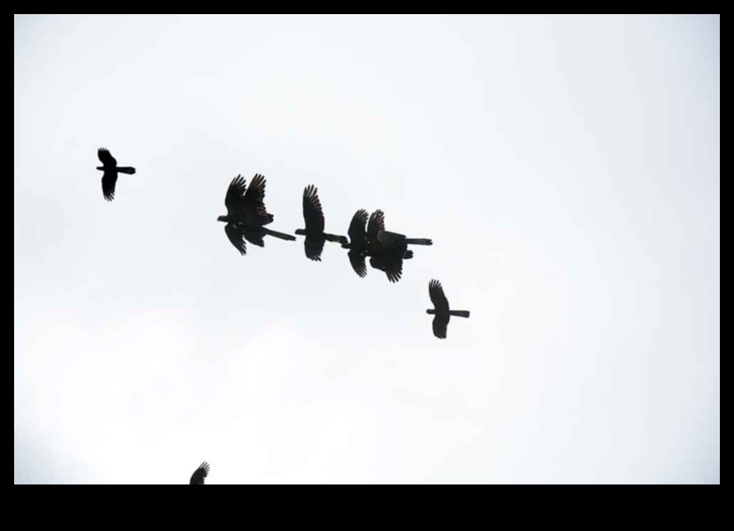 Sky Dancers: Eleganța păsărilor în zbor