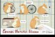 Verificarea sănătății hamsterilor a continuat: identificarea semnelor timpurii ale bolilor
