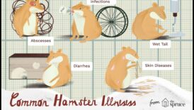 Verificarea sănătății hamsterilor a continuat: identificarea semnelor timpurii ale bolilor