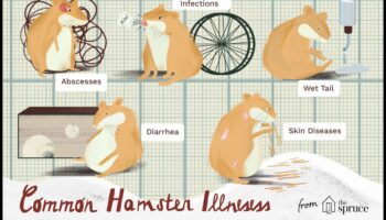 Verificarea sănătății hamsterilor a continuat: identificarea semnelor timpurii ale bolilor